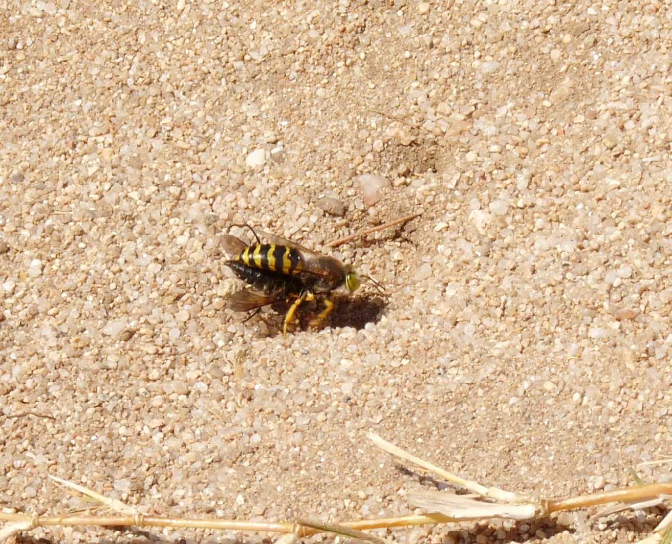 Prede portate nella tana; Bembix rostrata ♀